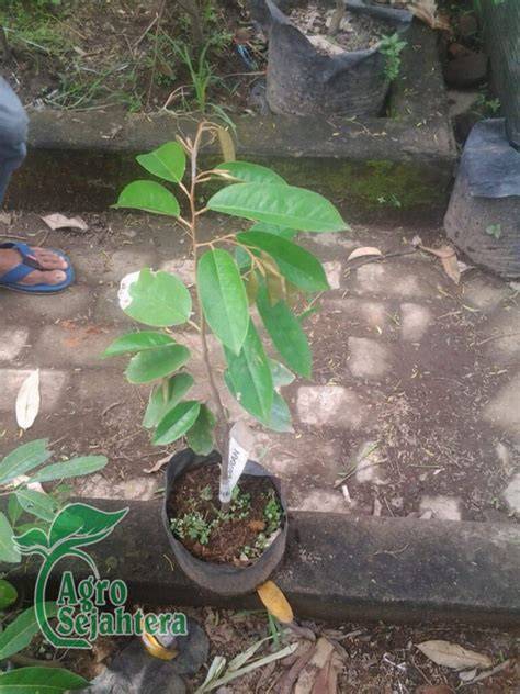 Jual Bibit Dukuh Terbaik - Harga Murah Maret 2026 & Cicil 0% - raincitystudios.com