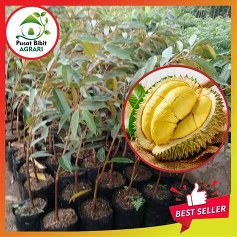 Jual Bibit Duren Terdekat - Harga Murah & Grosir Maret 2026 - raincitystudios.com