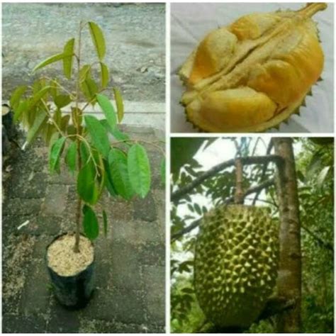 Jual Bibit Durian Bawor Murah - raincitystudios.com