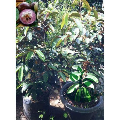 Jual Bibit Durian Ungu Original Murah - raincitystudios.com