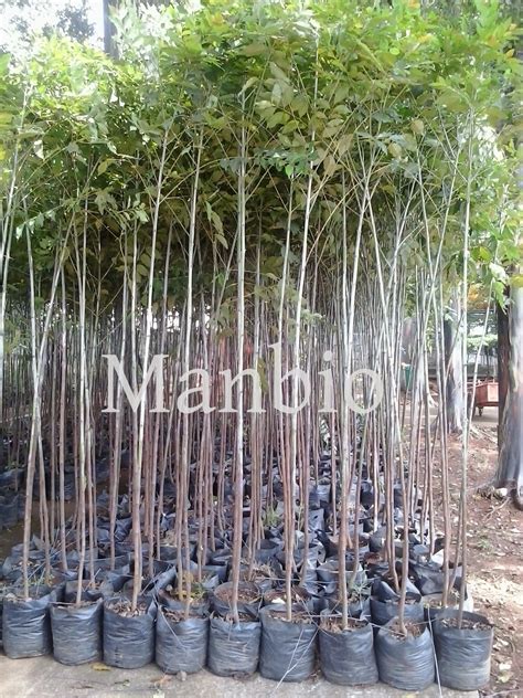 Jual Bibit Eucalyptus Original Murah - raincitystudios.com