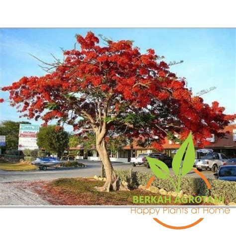 Jual Bibit Flamboyan Terbaik - Harga Murah Februari 2026 - raincitystudios.com
