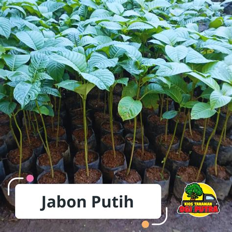 Jual Bibit Jabon Terbaik - Harga Murah Maret 2026 & Cicil 0% - raincitystudios.com