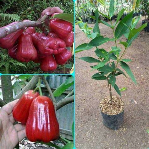 Jual Bibit Jambu Air Citra Merah - Jambu Manis Tanpa Biji - raincitystudios.com