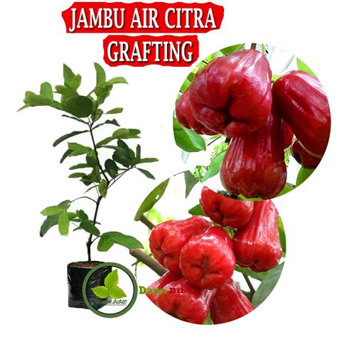 Jual Bibit Jambu Air Citra Terbaik - raincitystudios.com