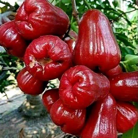 Jual Bibit Jambu Citra Terbaik - Harga Murah Maret 2026 ... - raincitystudios.com
