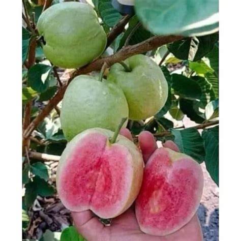 Jual BIBIT JAMBU KRISTAL MERAH - raincitystudios.com