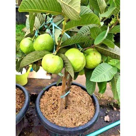 Jual Bibit Jambu Kristal Terlengkap & Harga Terbaru Februari 2026 ... - raincitystudios.com