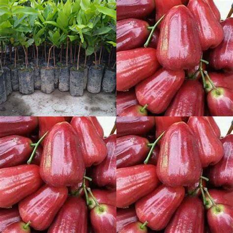 Jual Bibit Jambu Merah Terbaik - Harga Murah Maret 2026 - raincitystudios.com