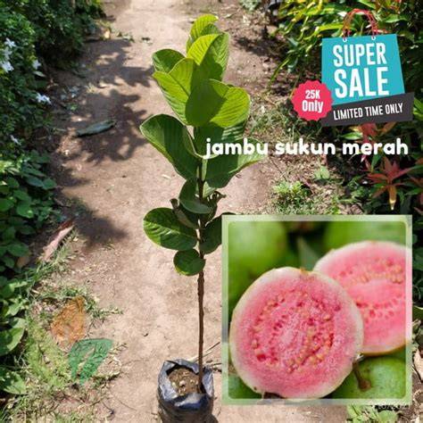 Jual Bibit Jambu Sukun Terbaik - Harga Murah Maret 2026 - raincitystudios.com