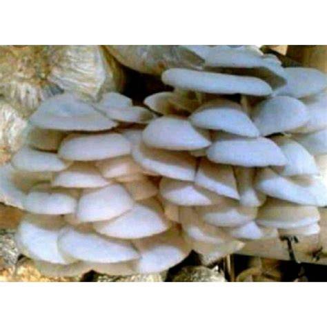 Jual Bibit Jamur Tiram Malaysia F1 Bibit unggul ... - raincitystudios.com