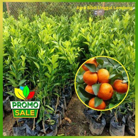 Jual Bibit Jeruk Terbaik - Harga Murah Maret 2026 & Cicil 0% - raincitystudios.com