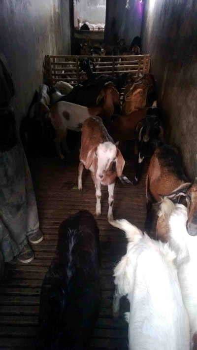 Jual Bibit Kambing Terbaik - Harga Murah Maret 2026 & Cicil 0 - raincitystudios.com