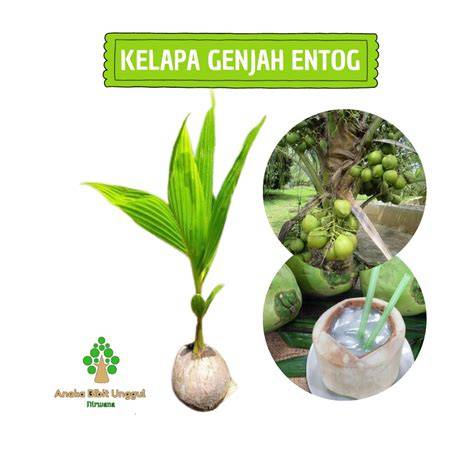 Jual Bibit Kelapa Entog Terdekat - Harga Murah & Grosir Maret 2026 - raincitystudios.com