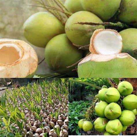 Jual Bibit Kelapa Terdekat - Harga Murah & Grosir Maret 2026 - raincitystudios.com
