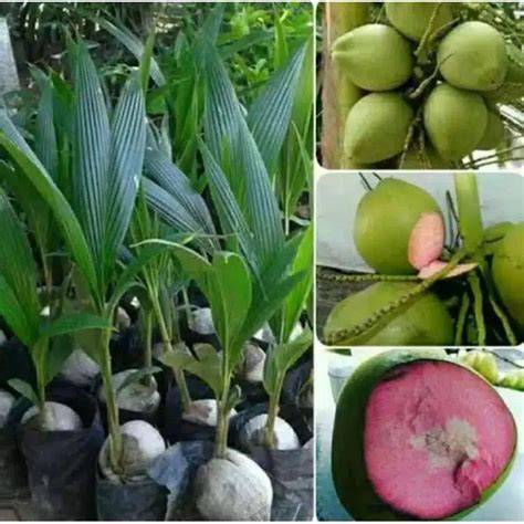 Jual Bibit Kelapa Wulung - raincitystudios.com