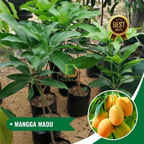 Jual Bibit Madu Terbaik - Harga Murah Maret 2026 & Cicil 0% - raincitystudios.com