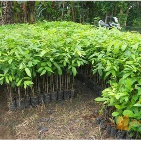 Jual Bibit mahoni unggul | Shopee Indonesia - raincitystudios.com