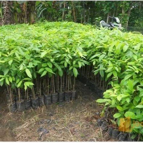 Jual Bibit mahoni unggul - Kab. Banyuwangi - raincitystudios.com