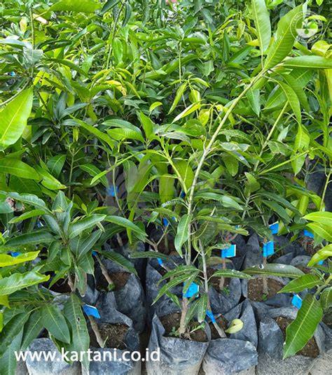 Jual Bibit Mangga Arumanis - Kab. Nganjuk - raincitystudios.com