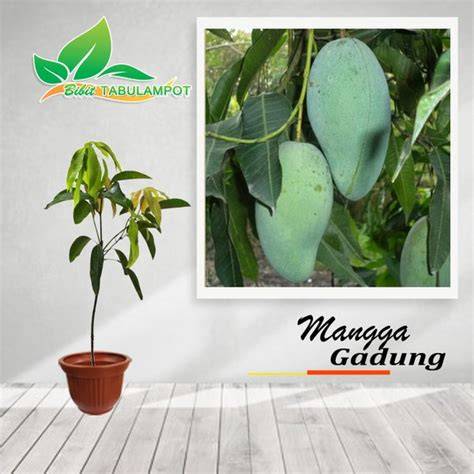 Jual Bibit Mangga Gadung Terbaik - Harga Murah Maret 2026 - raincitystudios.com