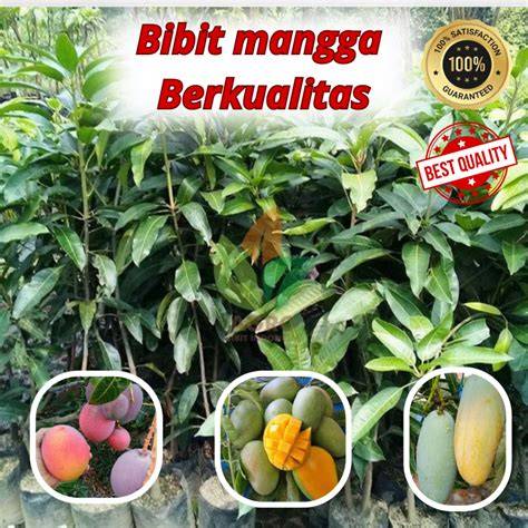 Jual bibit mangga harum manis Harga Terbaik ... - Shopee Indonesia - raincitystudios.com