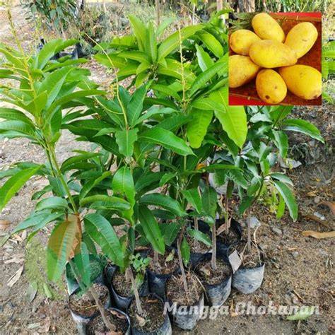 Jual Bibit Mangga Unggul - Jual Bibit Tanaman - raincitystudios.com