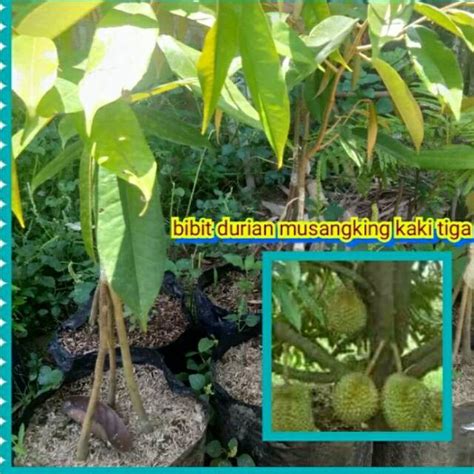 Jual Bibit Musang King Terbaik - Harga Murah Maret 2026 - raincitystudios.com