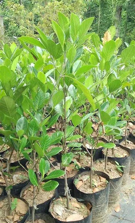 Jual bibit nangka kandel - Jakarta Barat - raincitystudios.com