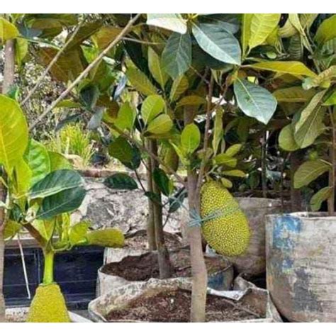 Jual Bibit Nangka Madu - raincitystudios.com