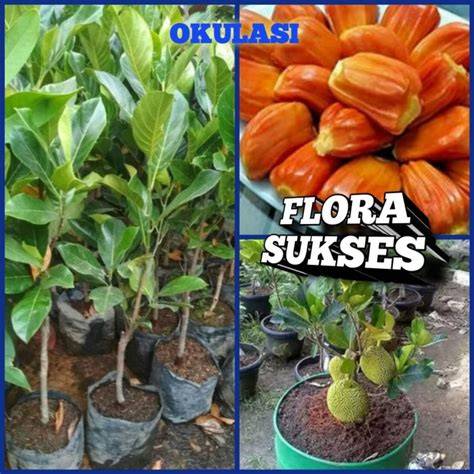Jual Bibit Nangka Terlengkap & Harga Terbaru Maret 2026 - Shopee … - raincitystudios.com