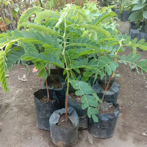 Jual Bibit Pohon Asam Jawa - Tanaman Asem Jawa - Bibit Bahan Bonsai ... - raincitystudios.com