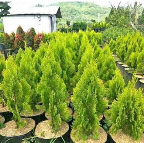 Jual bibit pohon cemara kipas - Kota Depok - raincitystudios.com