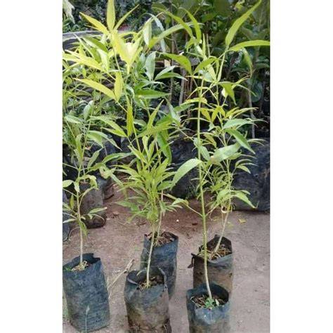 Jual Bibit Pohon Cendana Terbaik - Harga Murah Maret 2026 - raincitystudios.com