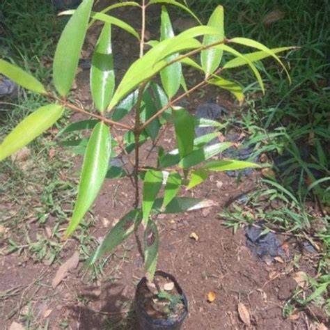 Jual Bibit Pohon Damar Terbaik - Harga Murah Maret 2026 - raincitystudios.com