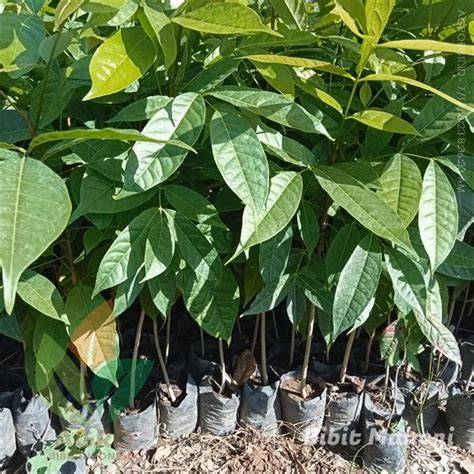 Jual Bibit Pohon Mahoni - Jual Bibit Tanaman - raincitystudios.com