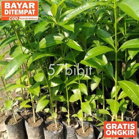 Jual Bibit Pohon Pule - Kebun Pohon Sekar Alam - raincitystudios.com