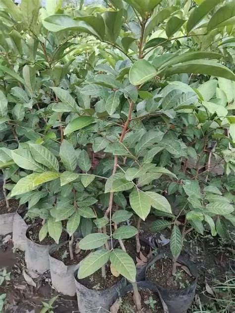 Jual Bibit Pohon Rambutan Terbaik - Harga Murah Maret 2026 - raincitystudios.com