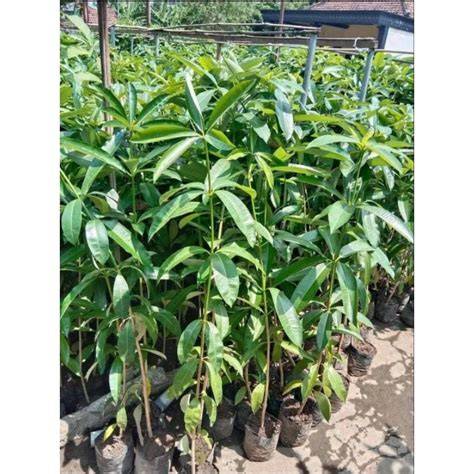 Jual Bibit Pule Terbaik - Harga Murah Maret 2026 & Cicil 0% - raincitystudios.com