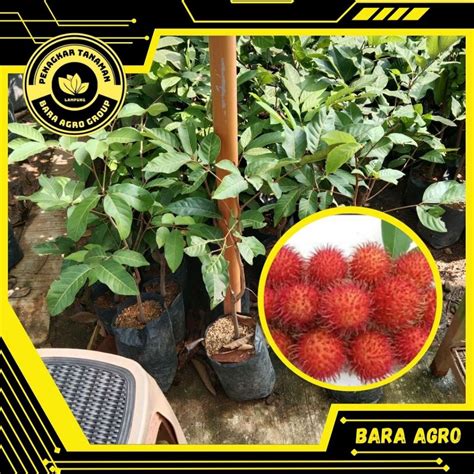Jual Bibit Rambutan Binjai | Bibit Buahku - raincitystudios.com