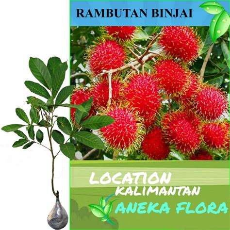 Jual BIBIT RAMBUTAN BINJAI | Shopee Indonesia - raincitystudios.com