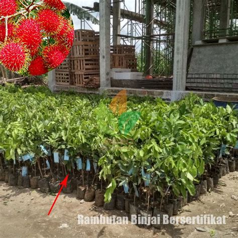 Jual Bibit Rambutan Binjai - Super Manis - Siap Tanam dengan - raincitystudios.com