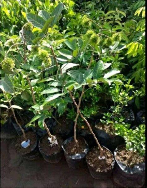 Jual Bibit Rambutan Binjai Terbaik - Harga Murah Maret 2026 - raincitystudios.com