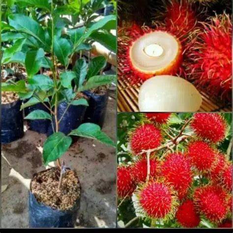 Jual Bibit Rambutan Murah & Lengkap | Bibit Online - raincitystudios.com