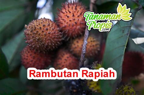 Jual Bibit Rambutan Rapiah Berbuah Murah & Terbaik - raincitystudios.com