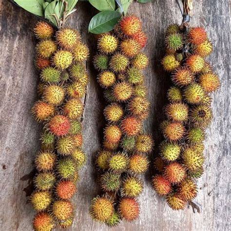 Jual bibit rambutan rapiah Harga Terbaik & Termurah Juni 2025 - raincitystudios.com