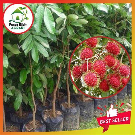 Jual Bibit Rambutan Terbaik - Harga Murah Maret 2026 … - raincitystudios.com