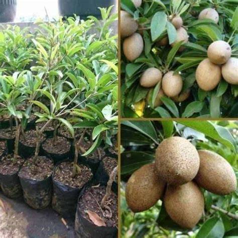 Jual Bibit Sawo Unggul Murah﻿ - Jual Bibit Tanaman - raincitystudios.com