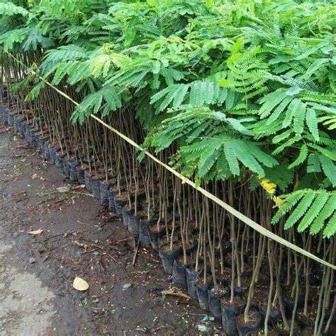 Jual Bibit Sengon - TAMANTROPIS - raincitystudios.com