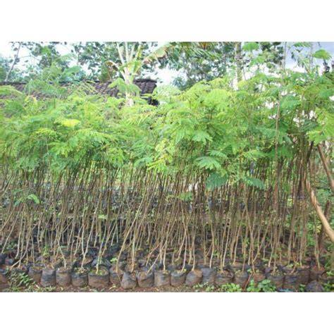 Jual Bibit Sengon Solomon Terbaik - Harga Murah Maret 2026 - raincitystudios.com